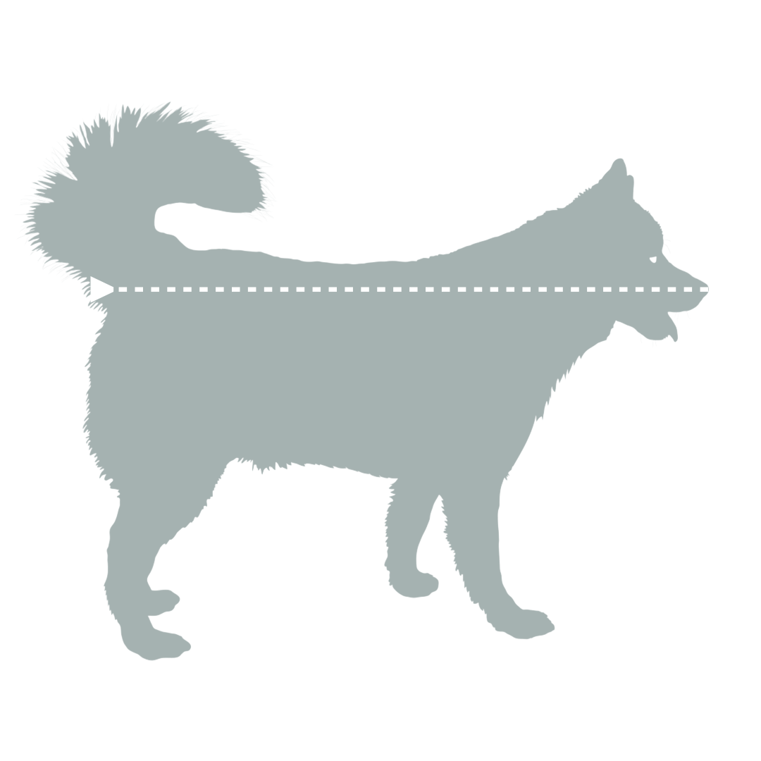 Så mäter du din hund