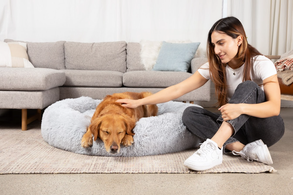 Ge din hund den sömn den förtjänar.