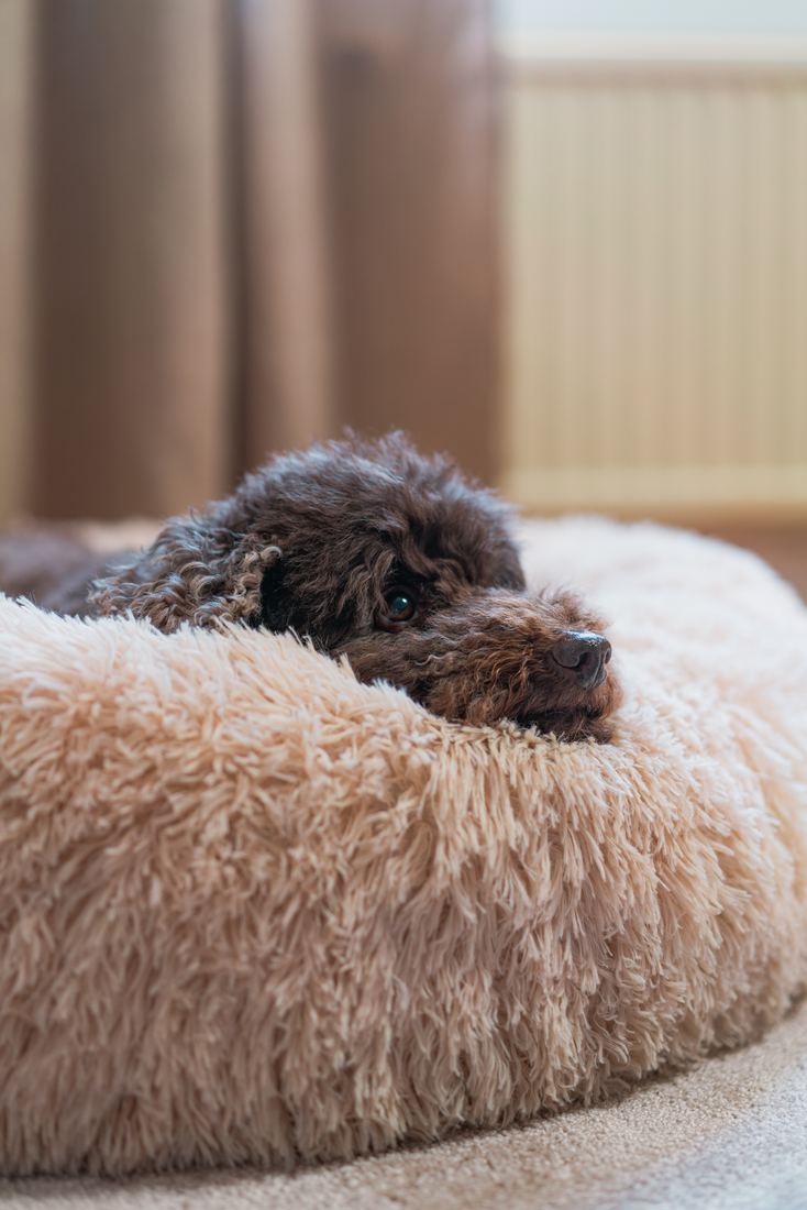 Brun lockig hund som vilar hakan på kanten av en beige CalmBed