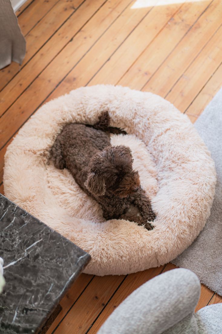 Brun lockig hund som sover i en beige CalmBed, sedd ovanifrån