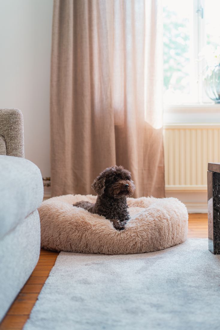 Liten brun lockig hund i en beige CalmBed i vardagsrummet